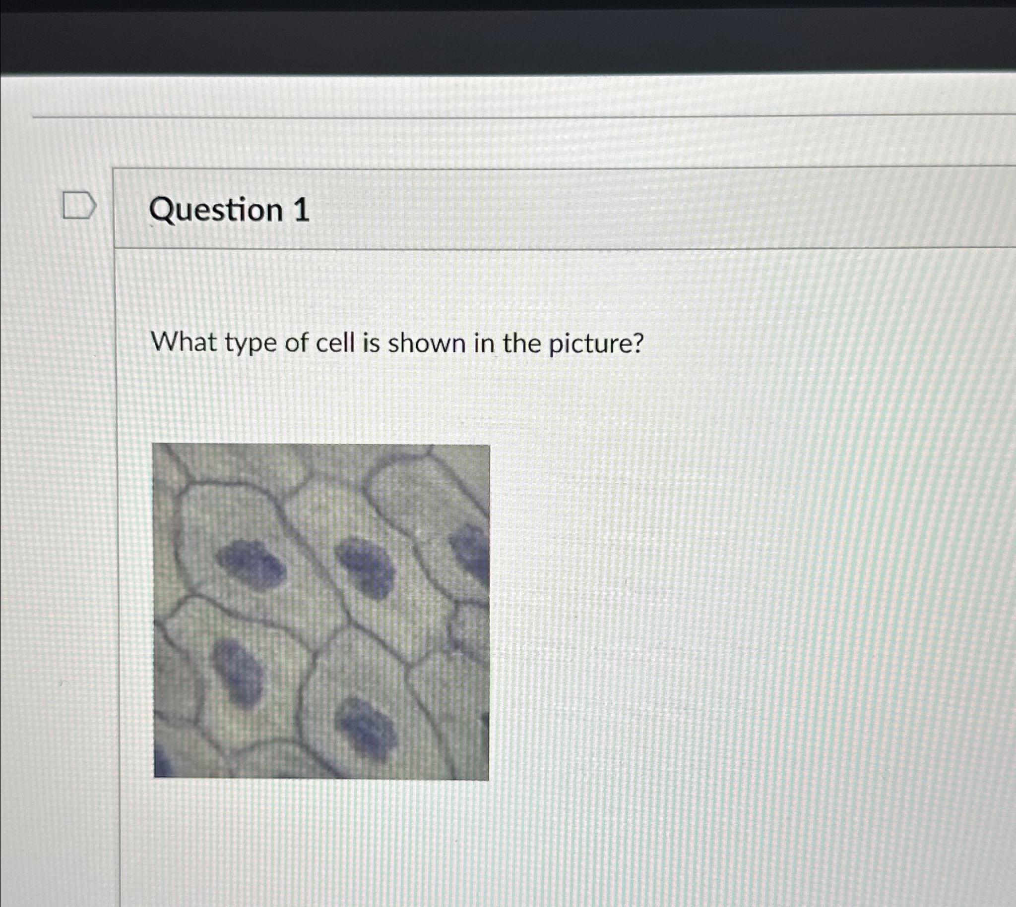Solved Question 1What type of cell is shown in the picture? | Chegg.com