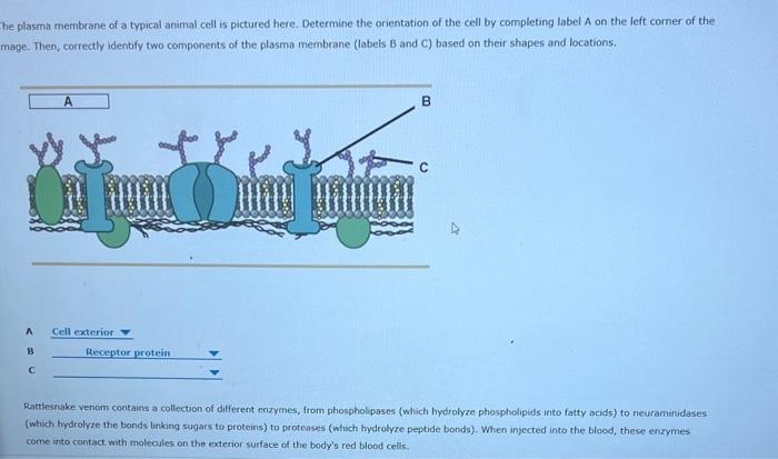 Solved he plasma membrane of a typical animal cell is 