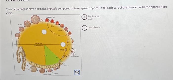 solved-malarial-pathogens-have-a-complex-life-cycle-composed-chegg