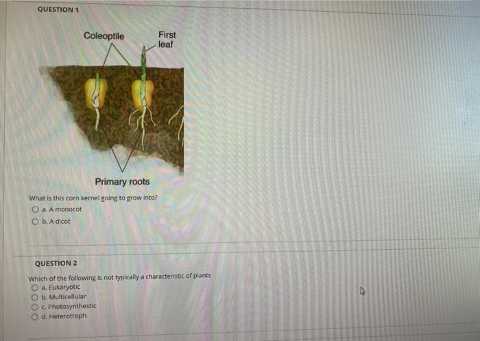 Solved QUESTION First leaves Cotyledon Hypocotyi Primary | Chegg.com