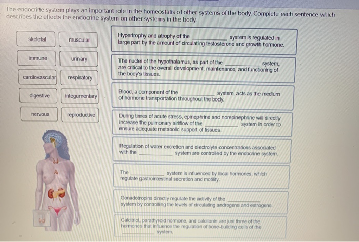 Solved The Endocrine System Plays An Important Role In The | Chegg.com