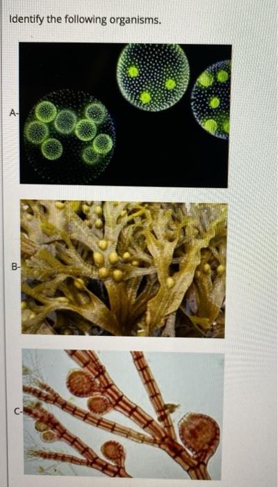 Solved Identify The Following Organisms. A- B- | Chegg.com