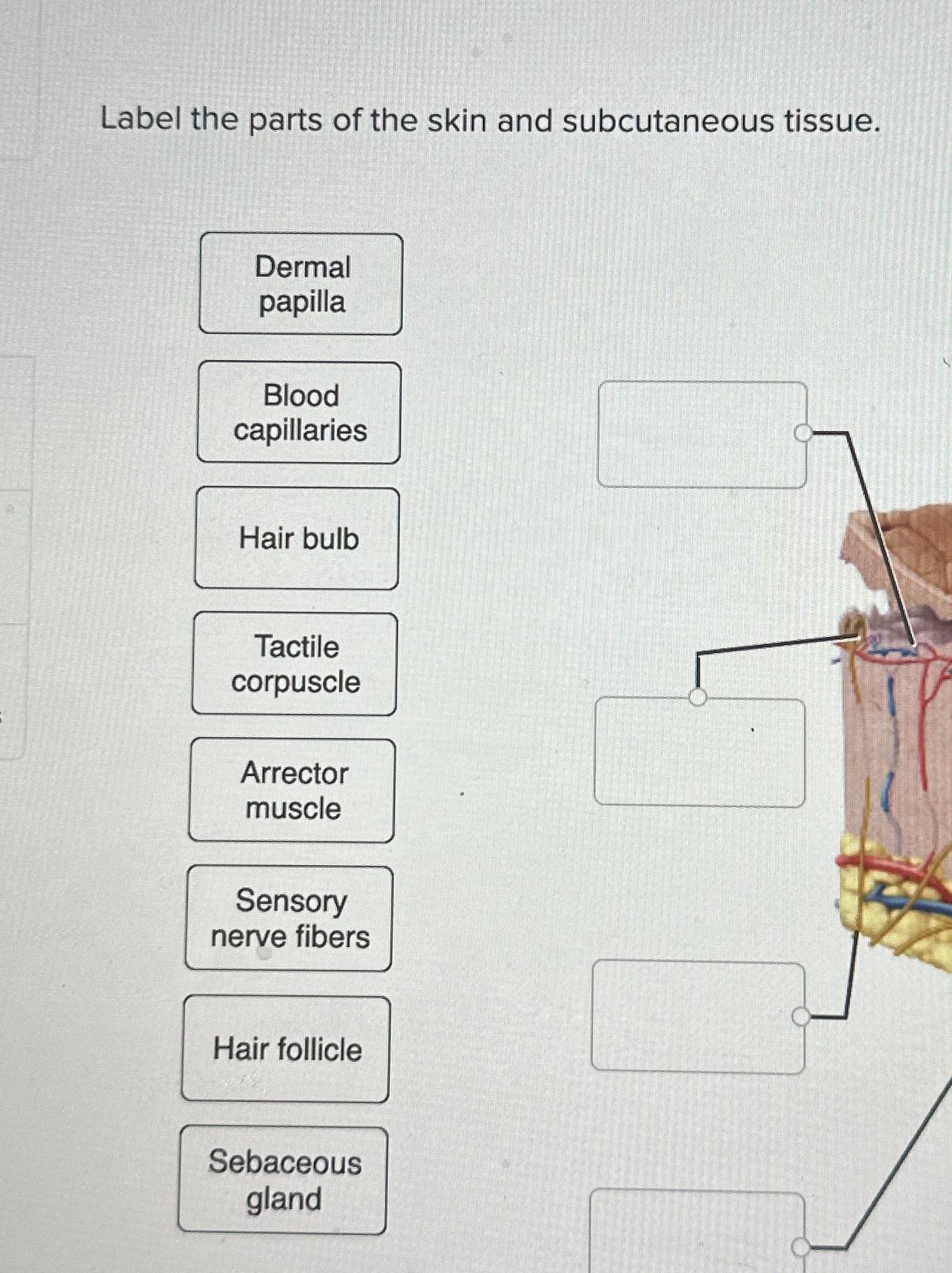 Solved Label the parts of the skin and subcutaneous | Chegg.com