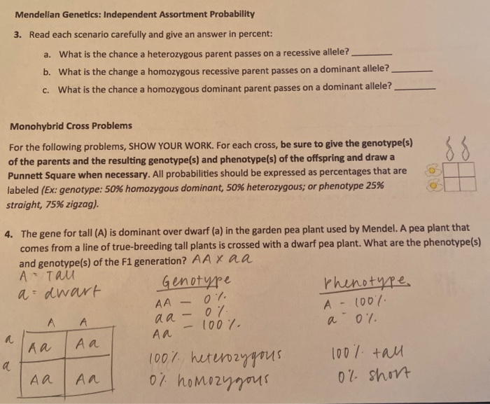 Solved Mendelian Genetics: Independent Assortment | Chegg.com