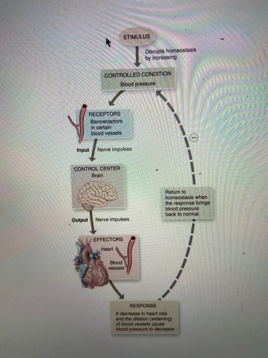 Solved 1. What is the controlled condition in the figure | Chegg.com