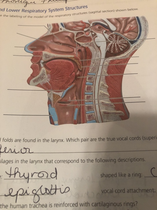 respiratory system vocal cords