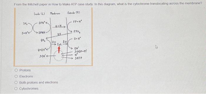 Solved Protons Electrons Both protons and electrons | Chegg.com