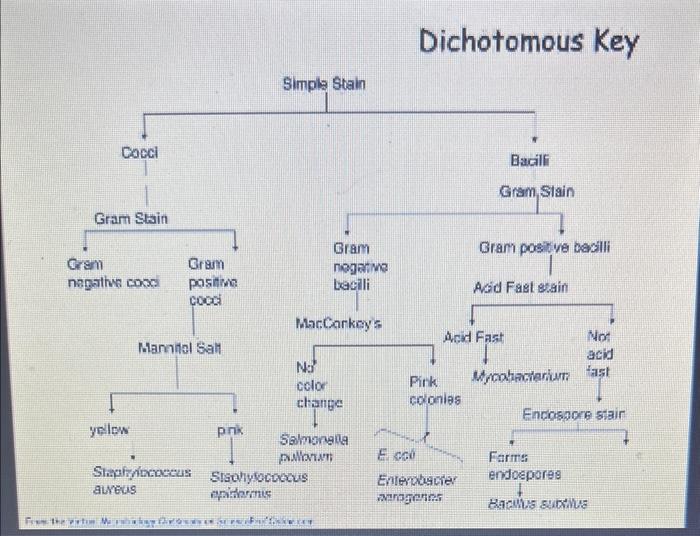 Solved Dichotomous key for the specific bacteria. Steps on