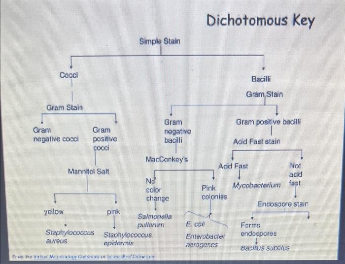 Solved Dichotomous Key For The Specific Bacteria Steps On