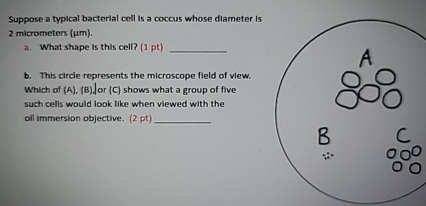 Solved Suppose a typical bacterial cell is a coccus whose