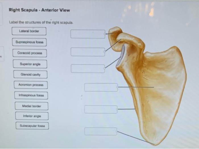 right scapula anterior view