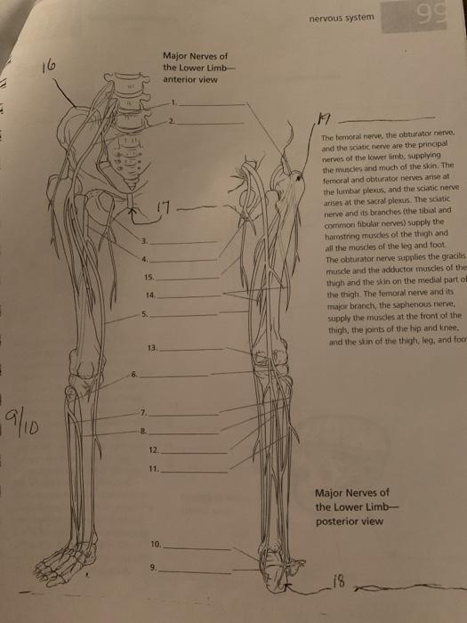 Solved nervous system Major Nerves of the Upper and Lower | Chegg.com