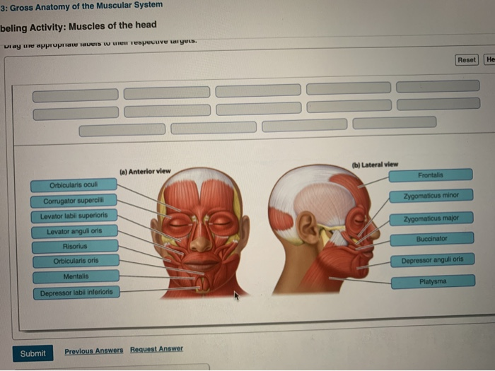 Solved 3 Gross Anatomy of the Muscular System beling Chegg