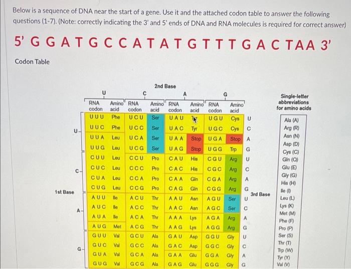 Below is a sequence of DNA near the start of a gene. Use it and the attached codon table to answer the following
questions (1