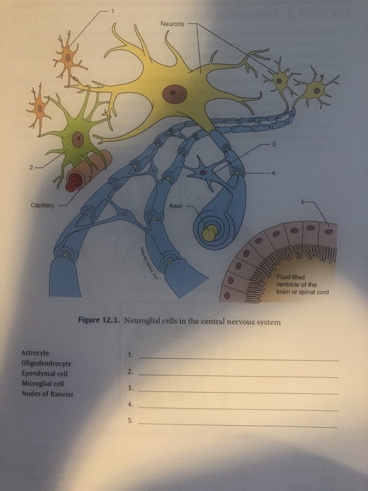 Solved Neurons Capillary Axon . Fluid-filled ventricle of | Chegg.com