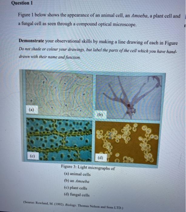 fungal cell vs animal cell