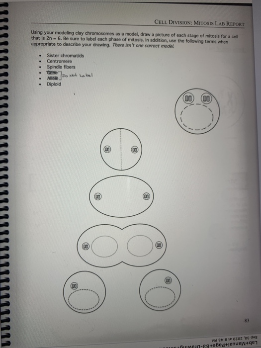 discussion experiment cell division mitosis