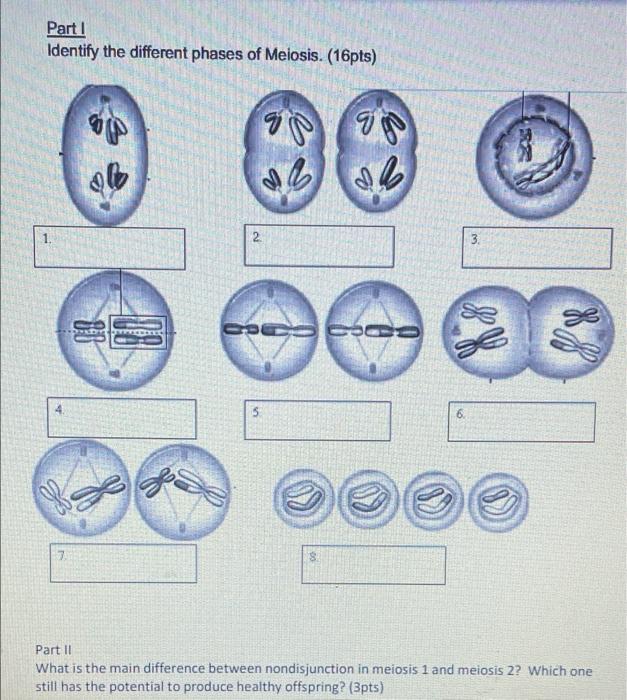 Solved Part 1 Identify the different phases of Meiosis. | Chegg.com