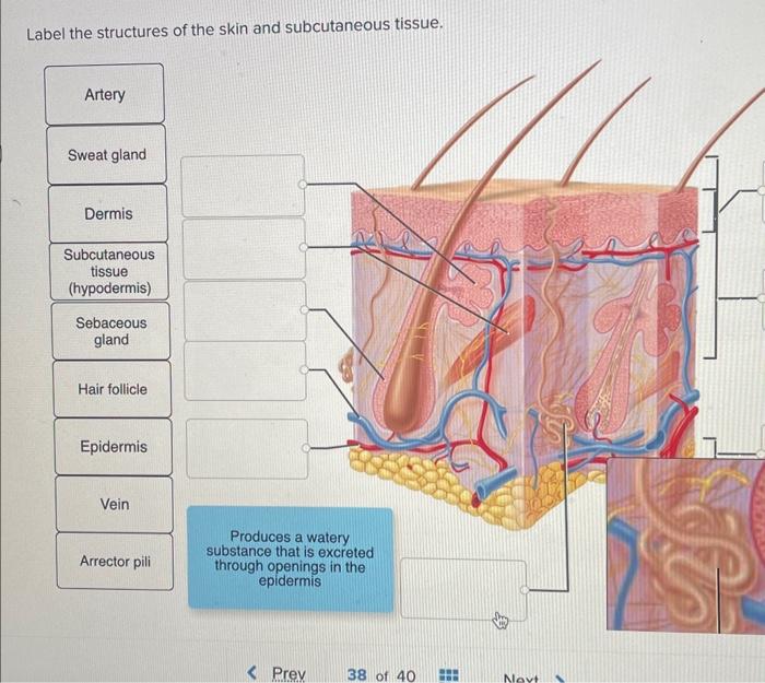 I shal thn ctrurtures of the skin and subcutaneous | Chegg.com