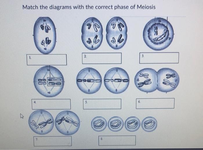 Solved Match the diagrams with the correct phase of Meiosis | Chegg.com