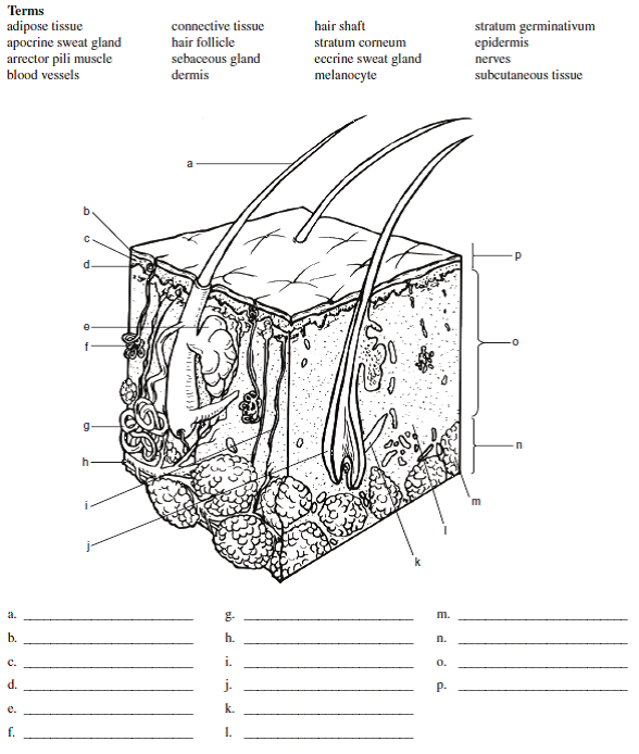 Solved: Use the following terms to fill in the labels in the il ...