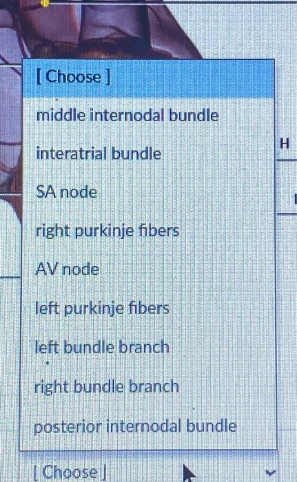 Solved [Choose ] middle internodal bundle interatrial | Chegg.com