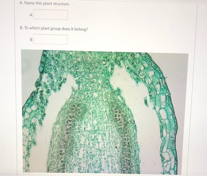 Solved A. Name This Plant Structure. A B. To Which Plant | Chegg.com