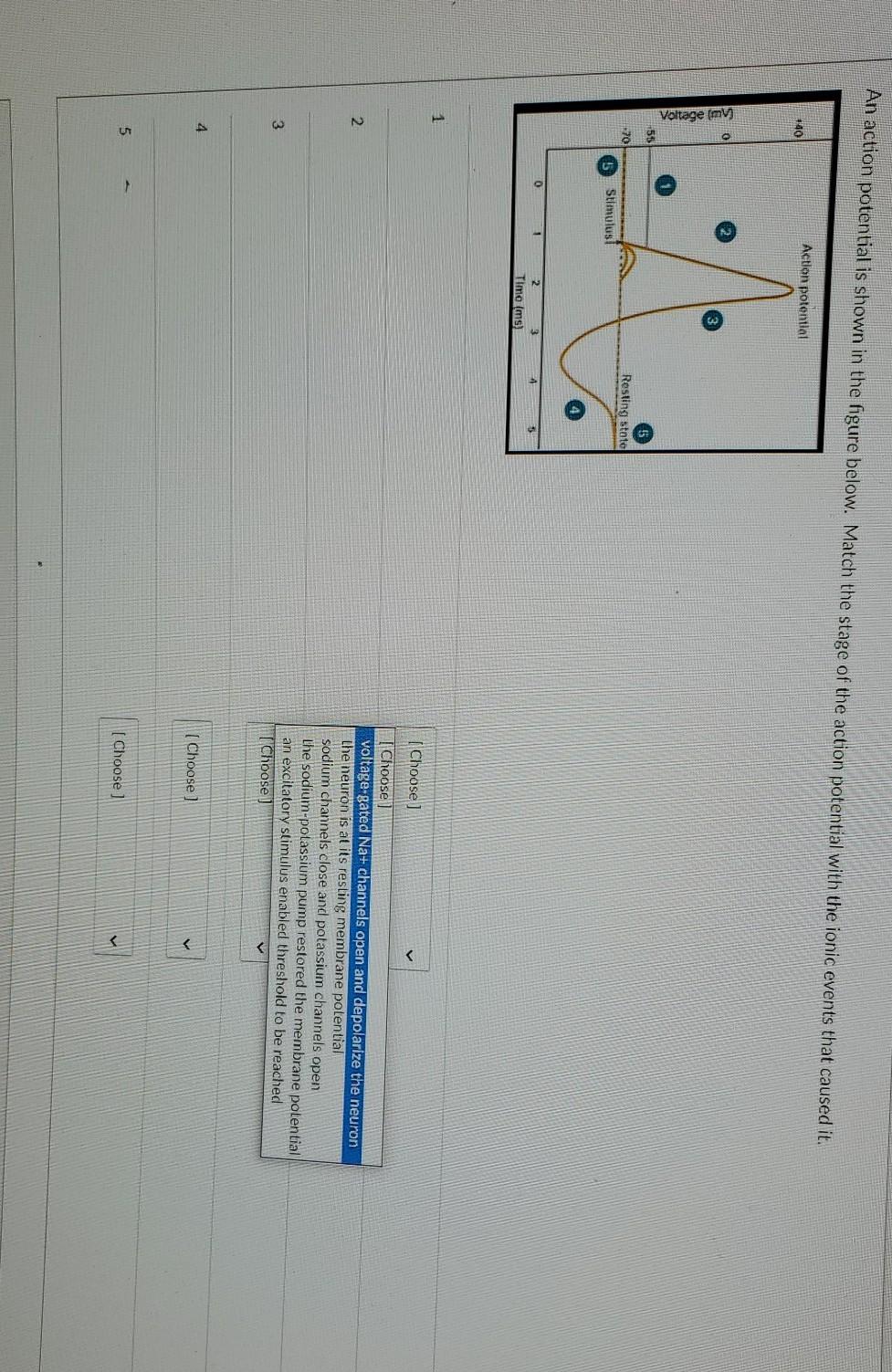 Solved An action potential is shown in the figure below. | Chegg.com