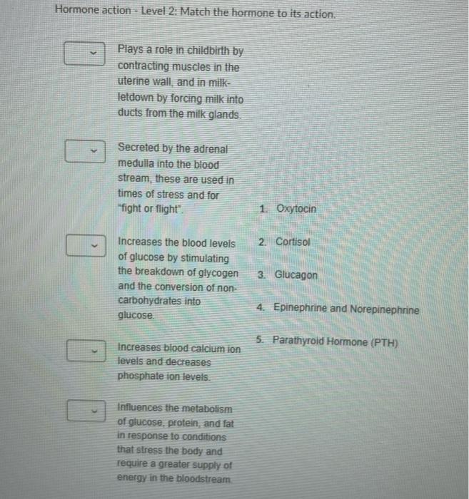 Solved Other Endocrine Glands - Match the following | Chegg.com