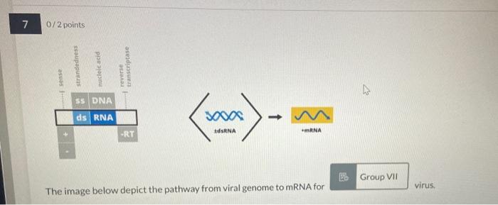 Solved The image below depicts the pathway from viral genome | Chegg.com