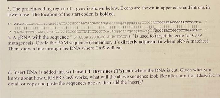 Solved 3. The protein-coding region of a gene is shown | Chegg.com