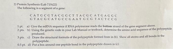 Solved 2) Protein Synthesis (Lab 7.FA22) The following is a | Chegg.com