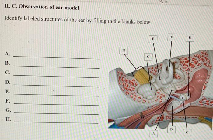 Solved Styles II. C. Observation of ear model Identify | Chegg.com