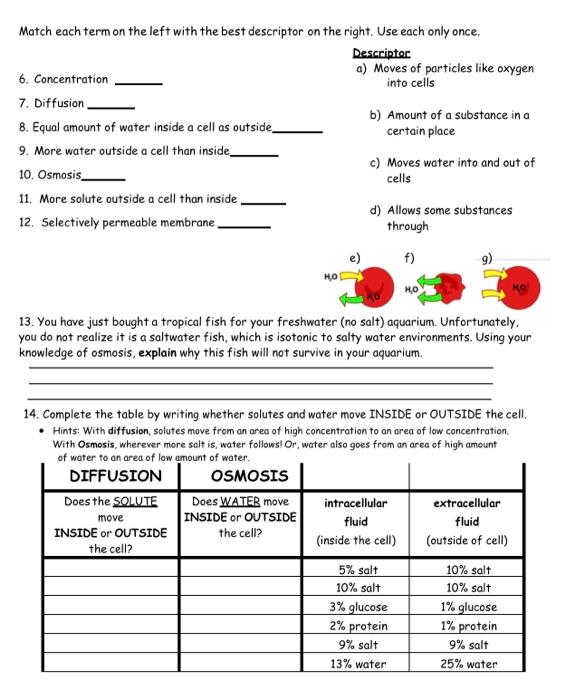 Solved Diffusion And Osmosis Worksheet 1 How Are The 7077