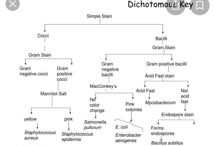 X
Cocci
Gram Stain
Gram
negative cocci
yellow
?
Staphylococcus
aureus
Gram
positive
cocci
Mannitol Salt
pink
Simple Stain
Gra