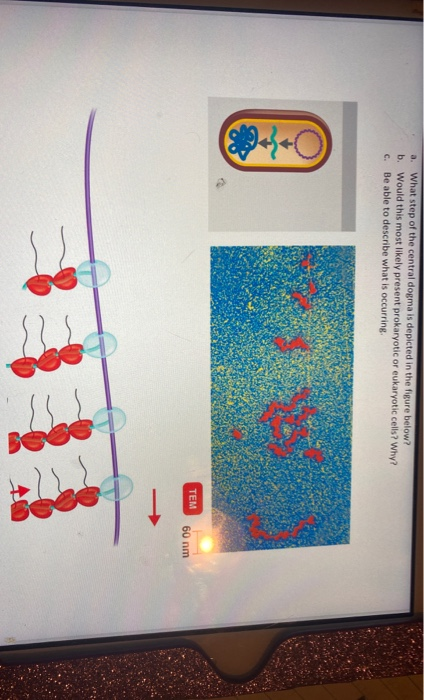 Solved a. What step of the central dogma is depicted in the | Chegg.com