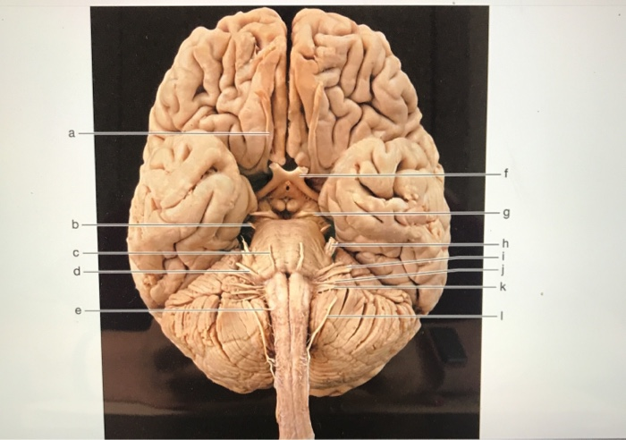 cranial-nerves-worksheet-answers