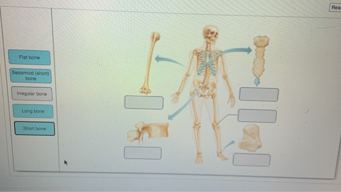 flat bones include all of the following examples except