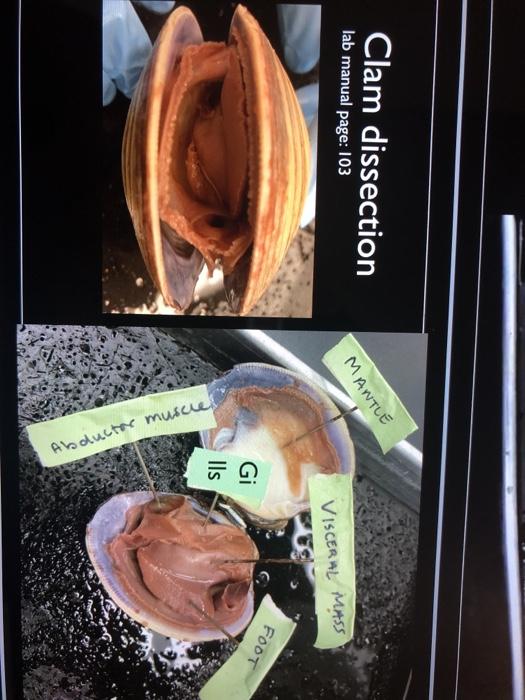 clam anatomy visceral mass