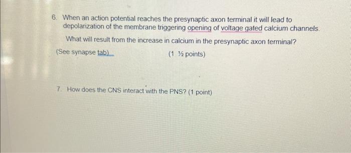 Solved 6. When an action potential reaches the presynaptic | Chegg.com