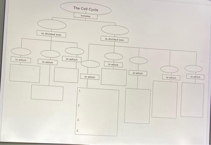 Cell Cycle Concept Map Solved Cell Cycle Concept Map Use Your Mitosis Notes To Help | Chegg.com