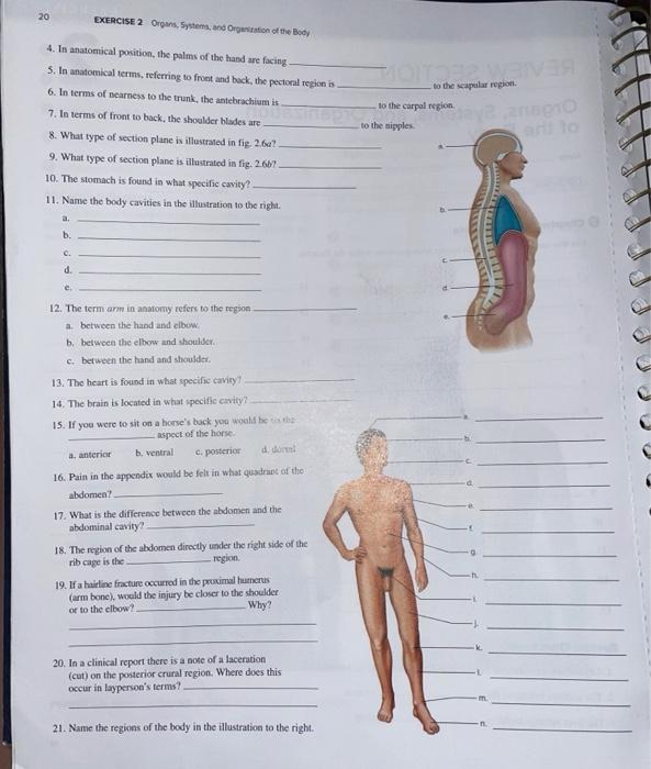 A plea for an extension of the anatomical nomenclature: Organ systems