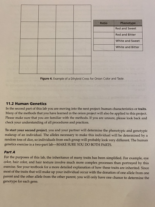 Solved Part 3. Now that you can easily do a Punnett square | Chegg.com