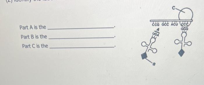 Solved Part A is the Part B is the. Part C is the | Chegg.com