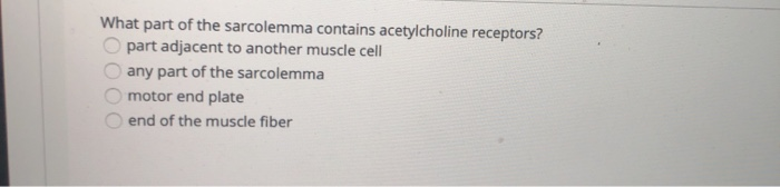What Part Of The Sarcolemma Contains Acetylcholine Receptors