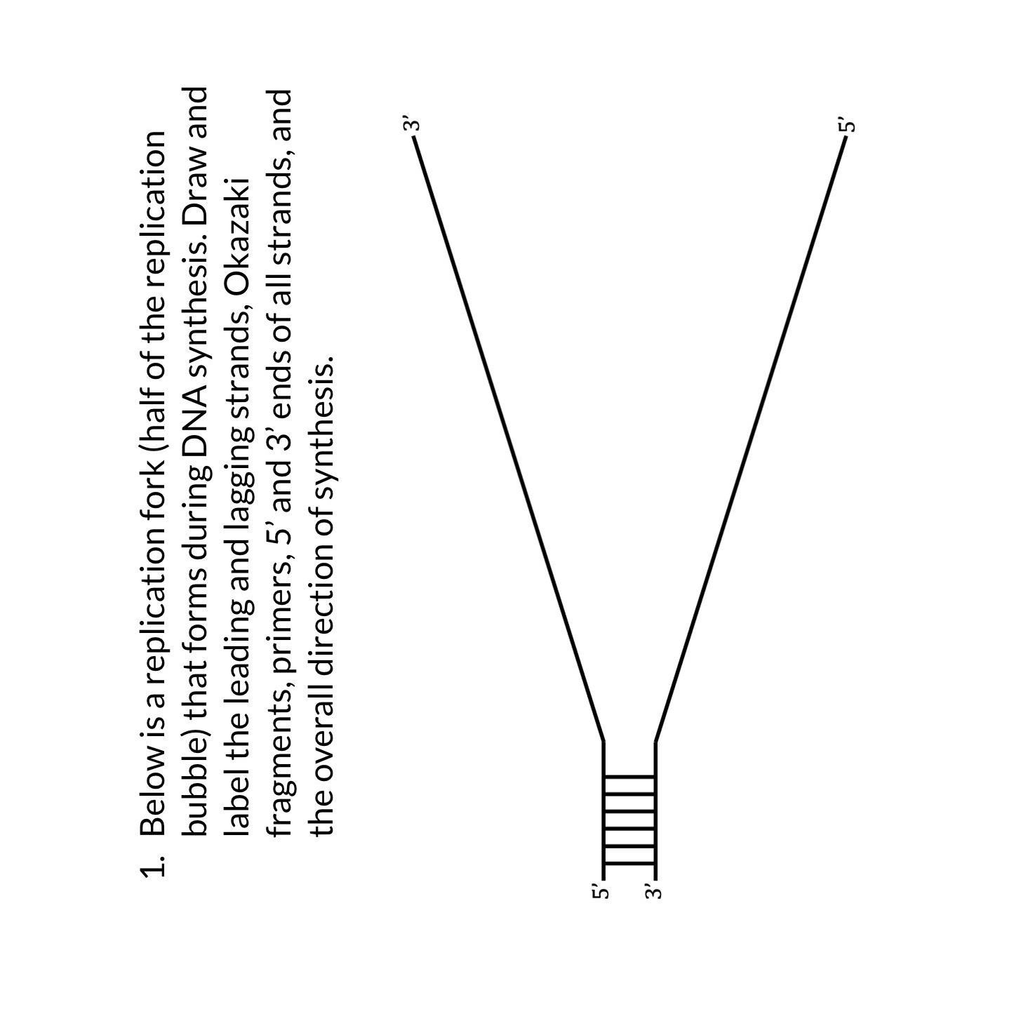 Solved Below is a replication fork (half of the replication | Chegg.com