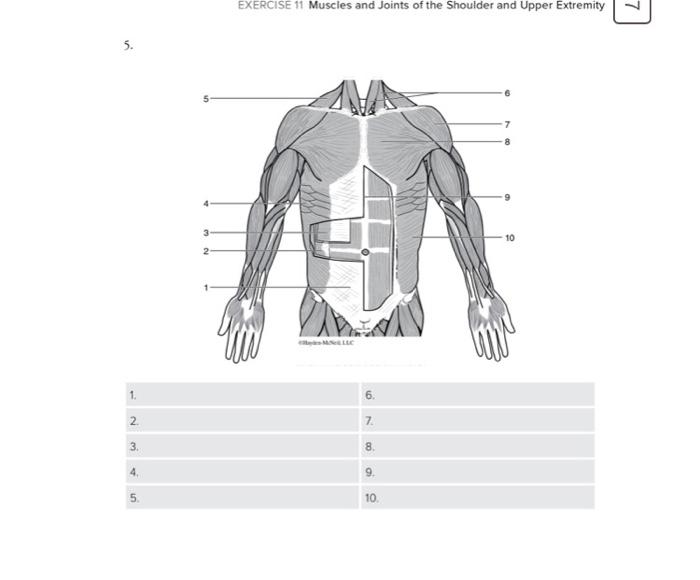 Solved EXERCISE 11 Muscles and Joints of the Shoulder and | Chegg.com