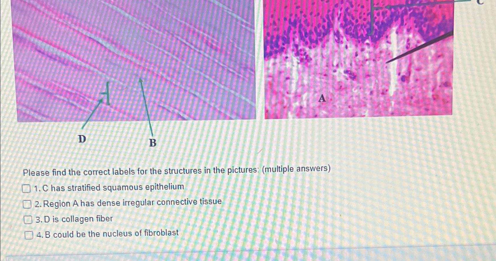 Solved Please find the correct labels for the structures in | Chegg.com