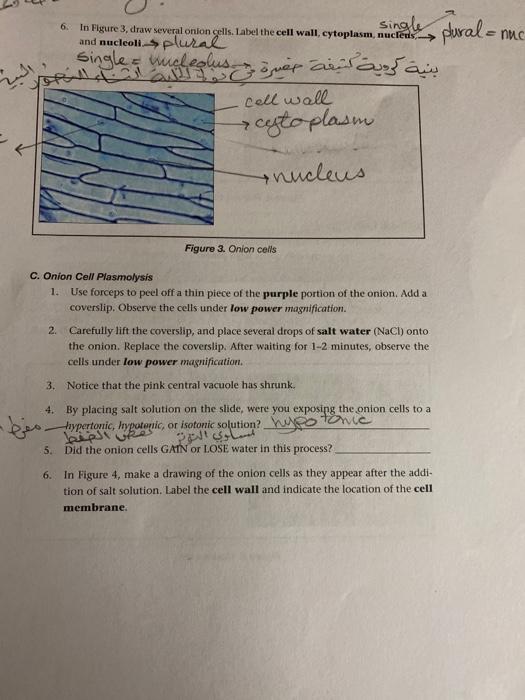 onion cells under microscope high power