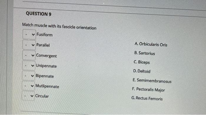 Solved QUESTION 9 Match muscle with its fascicle orientation